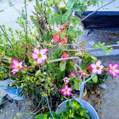 Guadalu14740204's profile picture. 