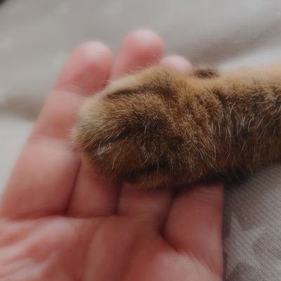 DP43dpcSoizPVau's profile picture. 👼ライ(25 )👼臣(23)👼なら(23)
🐱オコ(16)🐱トディー(8)🐱
🐱ルー&スー🐱🆕ニコ　　
白猫と黒猫としましま家族🏠