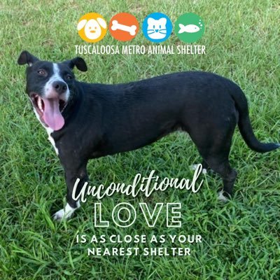 MetroAnimalShel's profile picture. https://t.co/12INjRe0FH