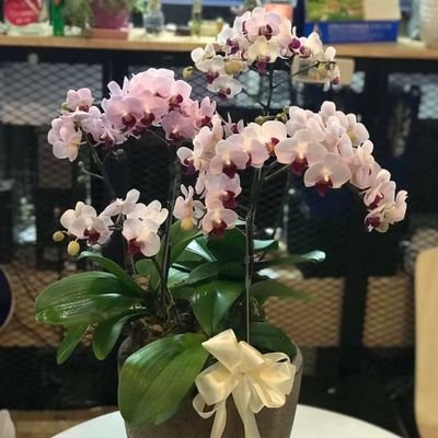 VyVikhanh's profile picture. 