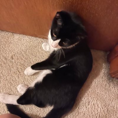 bao_air's profile picture. Not financial advice. Not your keys. Not your coins. DYOR.