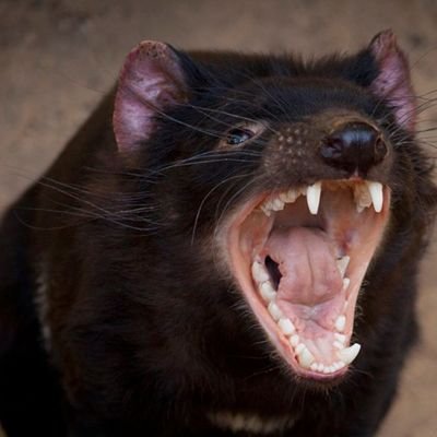 tasmaniandevilr's profile picture. devilish marsupial
