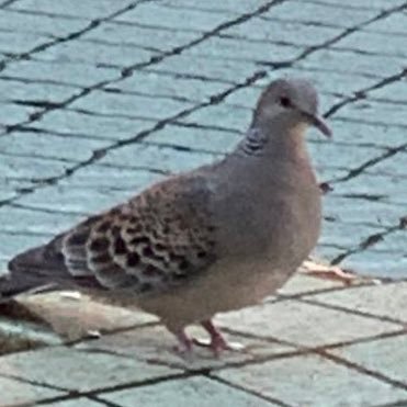 myasw4869's profile picture. 成人済。わたぬきの引きこもり垢🦭こちらは表では言えないえっつぃな話と愚痴と進捗