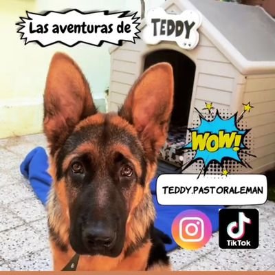 _____🐕🦺_____
Soy Teddy 🐻 un Pastor Alemán.
✨Puedo destrozar tu jardín, tus zapatos, tu colchón, pero nunca destrozaré tu corazón ♥️🐕🦺