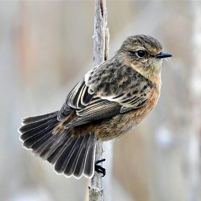 petspace23's profile picture. All about pets. Tweets about pets and their business in our lives. A pet owner. Love them pets💕