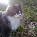 Carol Straub - @jerryshaads - Twitter