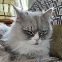 HelenaHat (@hathelena) 's Twitter Profile