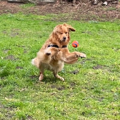 Golden Retriever, SF pup, grateful for guidance of big sis Callie, OG FearTheFur 🌈My nickname is KangaRuby as I tend to leap with all 4 paws. Love ya!🐾