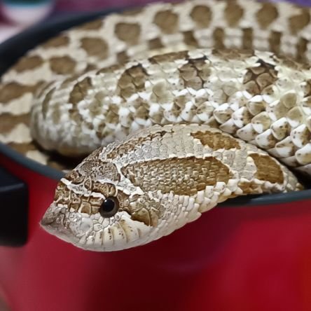 YJCCdpI82ZRXAId's profile picture. 🐍シシバナ4🐍コーン5🐍ボール8🐍カリキン2🐍ニジボア1🐍ミルクスネーク1🐍カーペット1🦎クレス1🦎レオパ1🦎アオジタ1🦎ニシアフ2
飼育してます。
よろしくお願いします(^^)
無言フォロー失礼します🙇‍♀️