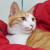 Amalia (@amel_ariandi) 's Twitter Profile