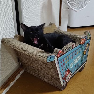 亥年、てんびん座、O型。猫大好き。主にV長崎 / レトロPC。ときどきパワーリフティング。いいね、RTは主に備忘録として。