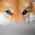 Lover of Dogs (@shibaaustralia) Twitter profile photo Lover of Dogs (@shibaaustralia) Twitter profile photo