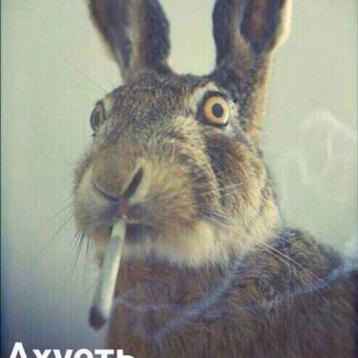 Dimon_Kimchik's profile picture. 