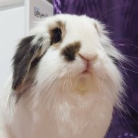 あん【うさぎ】&千草・哲【モルモット】&福【猫・白血病・腎不全】&薫【ハチワレ猫】 (@ann20160515ctf) 's Twitter Profile