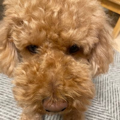 koyasugishi's profile picture. 品川でクラウド売ってます。