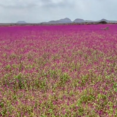 ماجستير توجيه وإرشادنفسي مديني المولد جنوبي الهوى