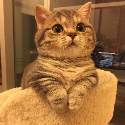 mohammadumar29's profile picture. #Researcher #TechLead #Introvert