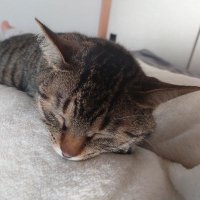 猫さまの下僕❤️ (@ylH2QBg9J30iT6v) / X