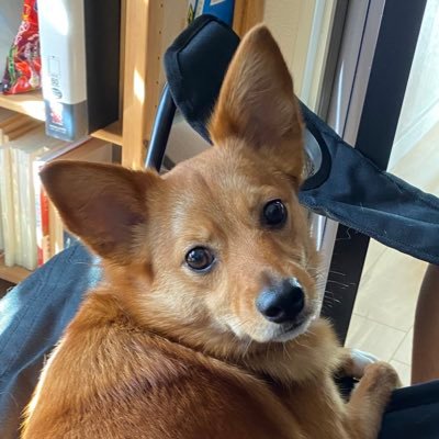 NeiroMole's profile picture. 