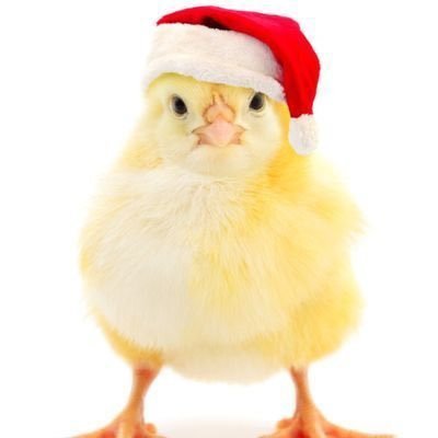 GihDerisio's profile picture. Gosto de lamen e pássaros