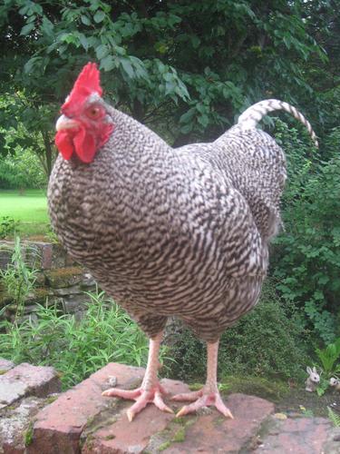 I live on an old farm with 5 hens, 2 sheep, 1 dog, 1 cat, 2 adults and 2 teenagers.