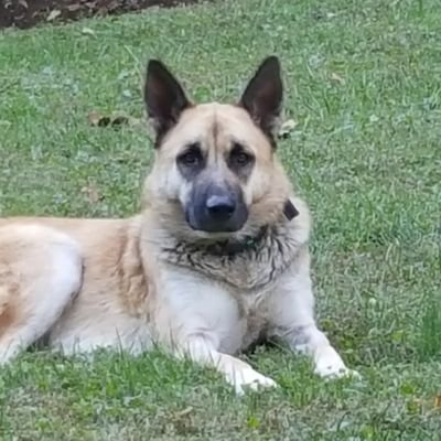 1776Wing's profile picture. Priorities have changed. All of our so-called leaders are corrupted and/or blackmailed.