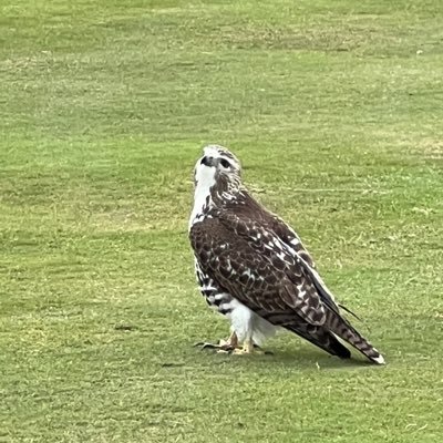 SouthportJohnni's profile picture. Free speech supporter