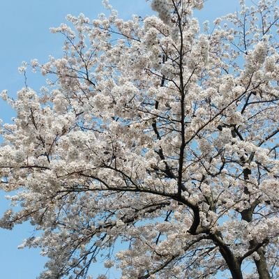zGB7dBT5TCgE0Ub's profile picture. 願いは戦争なき平和な世界、宗教の統一、真の多様性、釣果、健康。関心は滋賀の歴史。