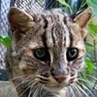 サラしおん (@go_okadatigers) 's Twitter Profile Photo