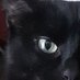 LE CHAT (@22mb55000) Twitter profile photo LE CHAT (@22mb55000) Twitter profile photo