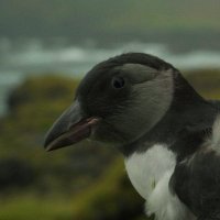 Puffling(@pufflingfilm) 's Twitter Profileg