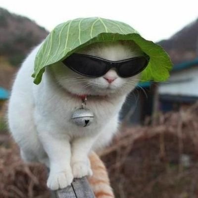 urlocalsomeone's profile picture. Yes