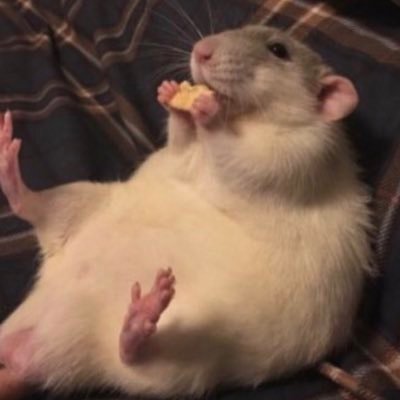 RueComms's profile picture. lf acad commissioners