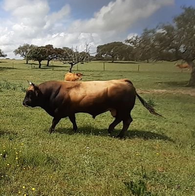 Ingeniero de Minas. Ganadero. Opino de campo y de lo que me da la gana.