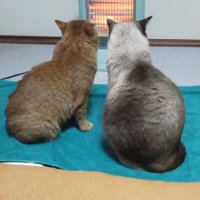 nkz8240 (@ws_cascade_com) 's Twitter Profile