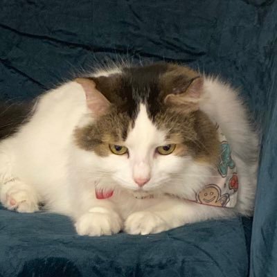 _ChelseaBuns's profile picture. M.R. 💕 #LeafsForever #WeTheNorth #Swiftie