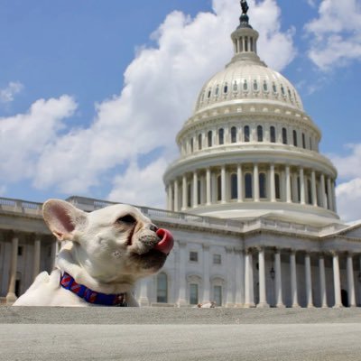 DogsOfTheHill Profile Picture