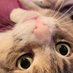 Mayuki (@miarods) Twitter profile photo Mayuki (@miarods) Twitter profile photo