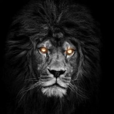 Dark lion