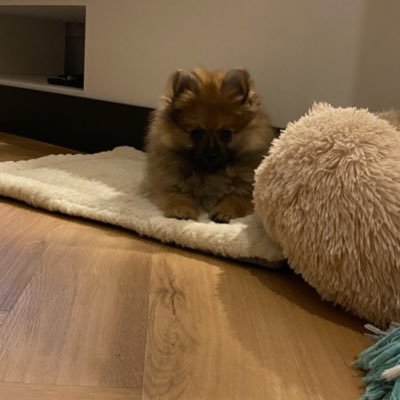 SanneBrouwer3's profile picture. 