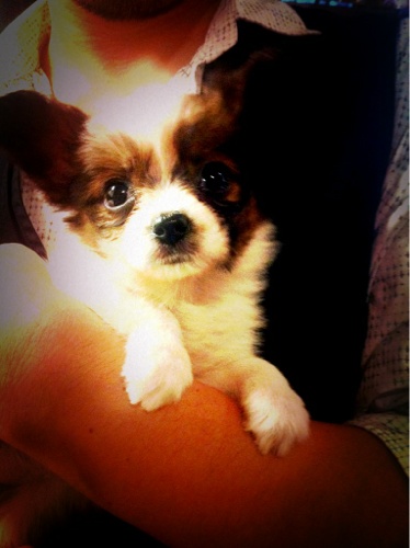 sayacchi0123's profile picture. 