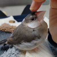 【桜文鳥】Qちゃん (@q41910519) 's Twitter Profile