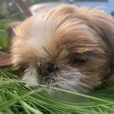 0x060x060x06's profile picture. Hermit. Author: The American Insurgent. Owner: Between the Borders. Simultaneously excited and disappointed to live in Gibson's future.