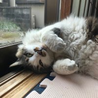 もふお (@kazuya_0906) Twitter profile photo