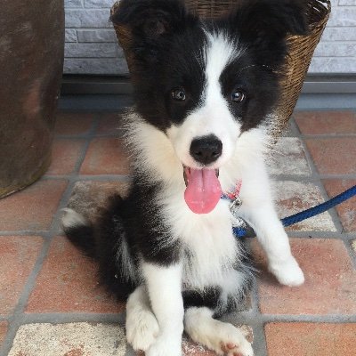 日の本　日本で自由に暮らす　田舎暮らし　最近困ったこと　番犬のボーダーコリーが夕方になると私に隠れて私のパソコンのキーボードを打っている　犬の中ではIQが高いらしいがーーーまさか？？ ところで反グローバリスト、反左翼全体主義　反ワク　なんであろうが同じ価値観がフォローし合って結社を作るのは賛成