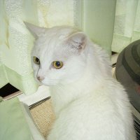 小村悠Yukomura＠国がん東×Fairy's (@yu_komura) 's Twitter Profile Photo