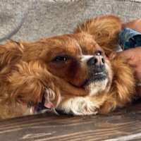 丹拿大 (@i_am_from_hoth) 's Twitter Profile