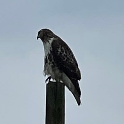 PatsOutsider's profile picture. 