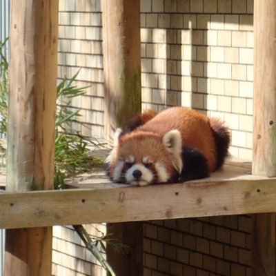 anrininaritai's profile picture. かわいいものが大好きな主に推しパン(たんたんさん、ミンファ様、ジャズメロ、杏香たん)、ダイビング(2019OW→2022RED、現在207本)アカウントです。たんたんさん、王子動物園に来てくれてどうもありがとう。