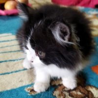 Minh Zimmel (@minhzimmel) 's Twitter Profile